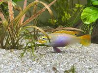 Pelvicachromis kribensis Moliwe Baden-Württemberg - Ilsfeld Vorschau