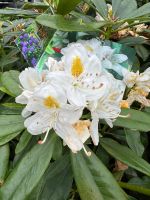 Rhododendron | weiß Essen - Frillendorf Vorschau