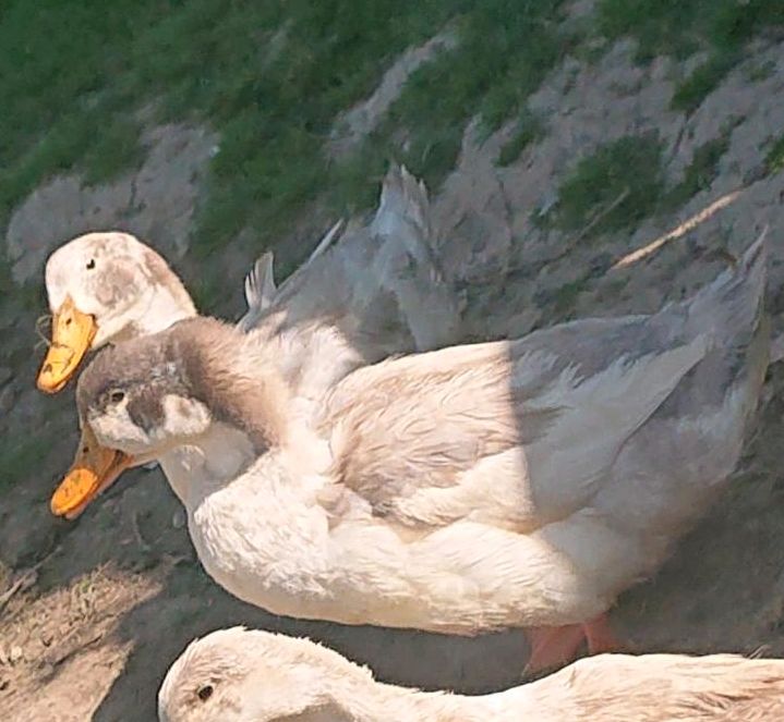 Jungtiere von meinen Altrheiner Elsterenten in blau weiß in Geseke