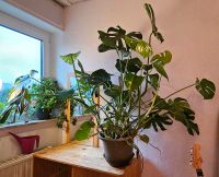 Riesige Monstera Ø ca. 150cm - tolle Pflanze  :) Nordrhein-Westfalen - Ostbevern Vorschau