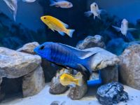 Copadichromis Azureus Hessen - Wetter (Hessen) Vorschau