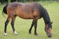 Pony Wallach Güstrow - Landkreis - Güstrow Vorschau