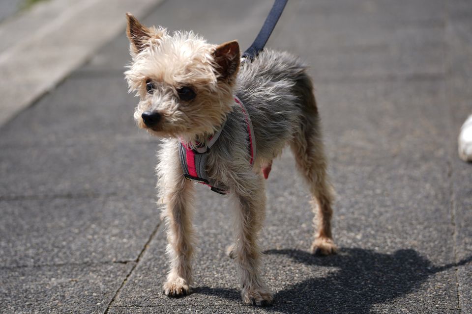 Yorkie-Opa "Bobi" sucht liebevolles Zuhause in Duisburg