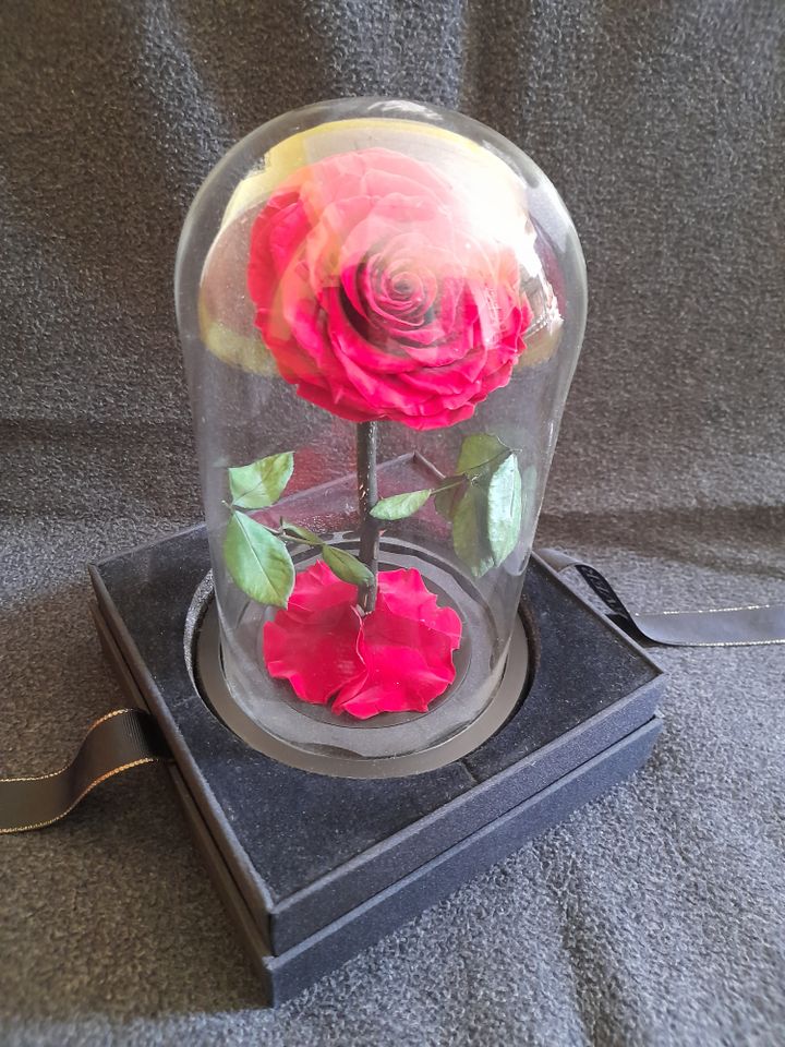 Konservierte Rose im Glas mit hübscher Geschenkbox in Bielefeld