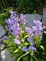 Wilde Hyazinthe Hasenglöckchen für den Garten Thüringen - Weimar Vorschau