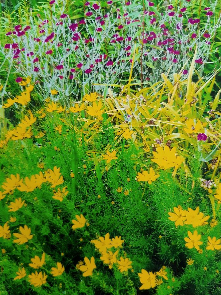 Winterharte Blumenstauden in Schortens