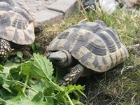 Schildkröte immernoch verschwunden Thüringen - Hermsdorf Vorschau