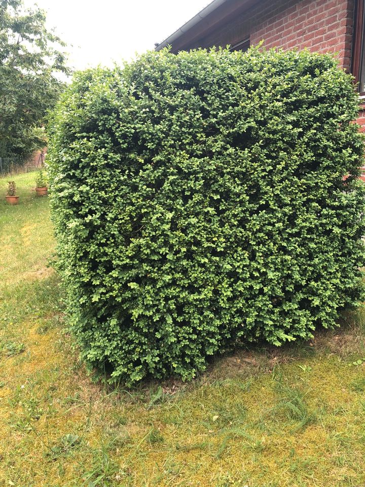 Buxbaum Buchsbaum Hecke Strauch in Zernien