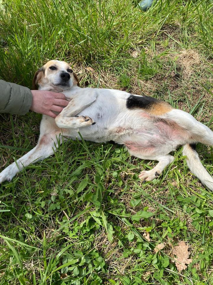 Beagle-Mischling PRISCILLA sucht noch ihr Körbchen in Lilienthal