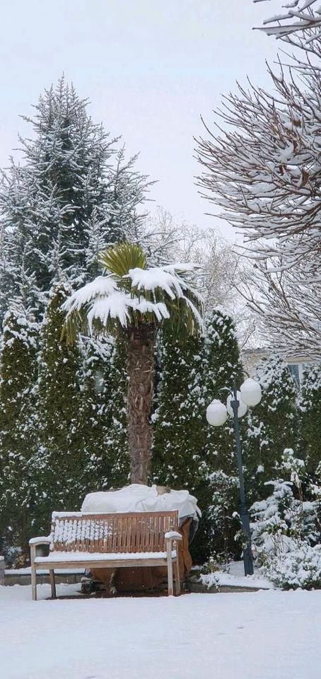 Sehr große Hanfpalme Trachycarpus winterhart ca. 5 m Höhe in Riedlingen