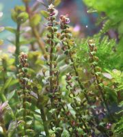 ⭐Rotala sp.'Pearl' 12 Stängel - selten ❤️ Nordrhein-Westfalen - Dinslaken Vorschau