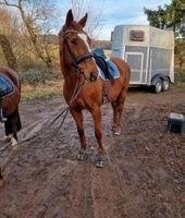 Freizeitpferd Stute 14 jährig Baden-Württemberg - Kenzingen Vorschau