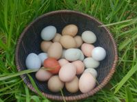 Hühnereier Eier von Privat Niedersachsen - Sulingen Vorschau