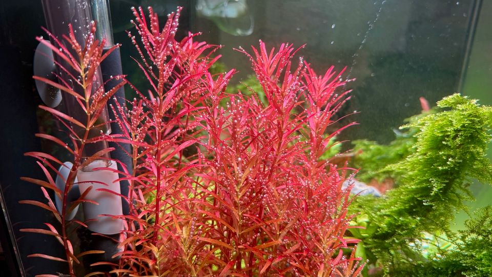 Rotala rotundifolia Singapore Blood Red Singapore Aquariumpflanze in Riedlingen