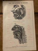 Lithographien ANATOMIE 2/2 Antiquariat Gehirn nerven Schädel Körp Essen - Steele Vorschau