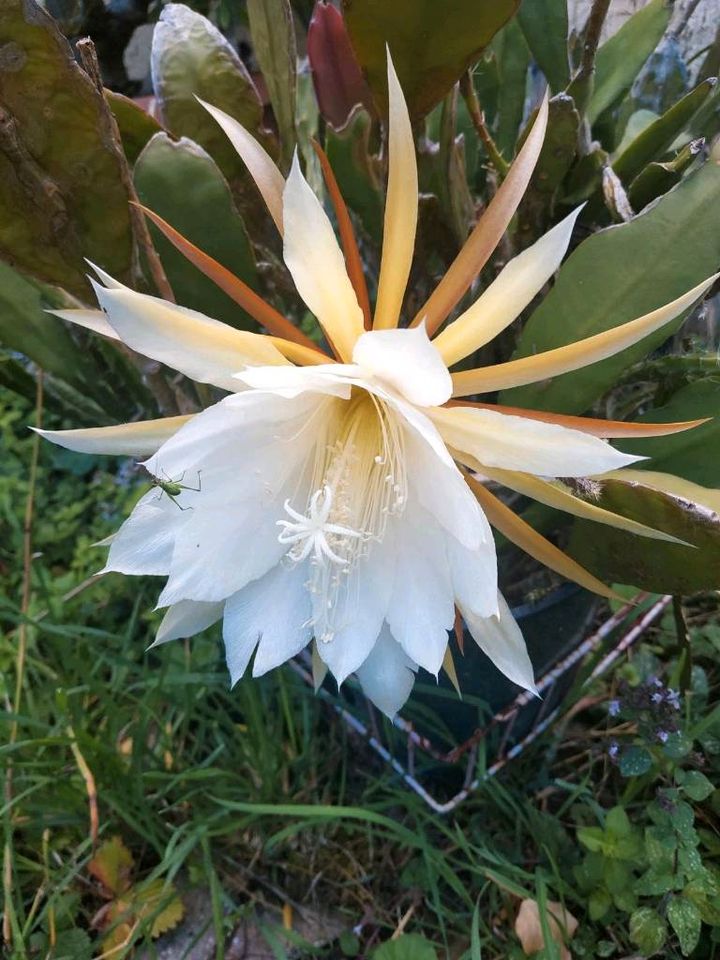 Epiphyllum oxypetalum, Königin der Nacht Kakteen weiß & rot in Flein