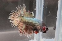 Männchen/ Betta splendens/ Kampffisch/ CTDE/ Crowntail Dumbo Niedergörsdorf - Blönsdorf Vorschau