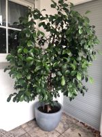 Benjamin Ficus inkl. Blumentopf Niedersachsen - Hildesheim Vorschau