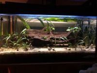 100L Aquarium Komplett inkl Zubehör Friedrichshain-Kreuzberg - Friedrichshain Vorschau