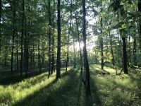 Laubwald/Waldgrundstück gesucht in Nähe von Ebersbach-Rosswälden Baden-Württemberg - Ebersbach an der Fils Vorschau