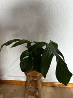 Philodendron Squamiferum Ableger Düsseldorf - Friedrichstadt Vorschau