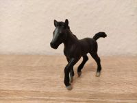 Schleich Fohlen schwarz Schleswig-Holstein - Bad Segeberg Vorschau