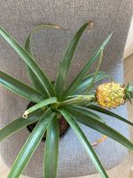 ananas pflanze mit topf Hessen - Darmstadt Vorschau