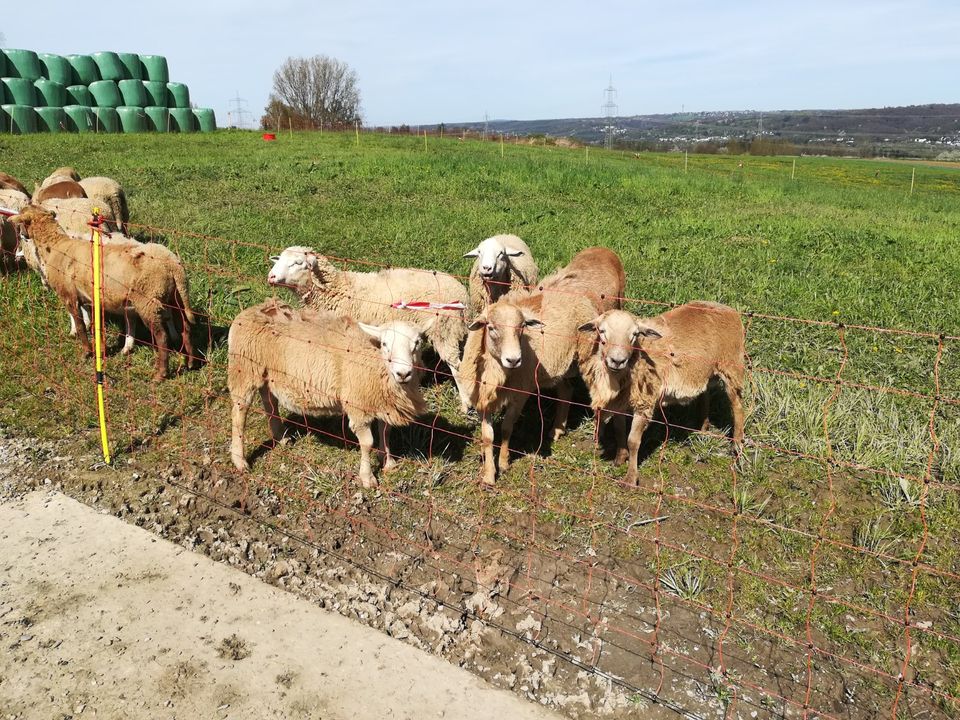 Schafe Nolana Braunes Haarschaf in Sankt Augustin