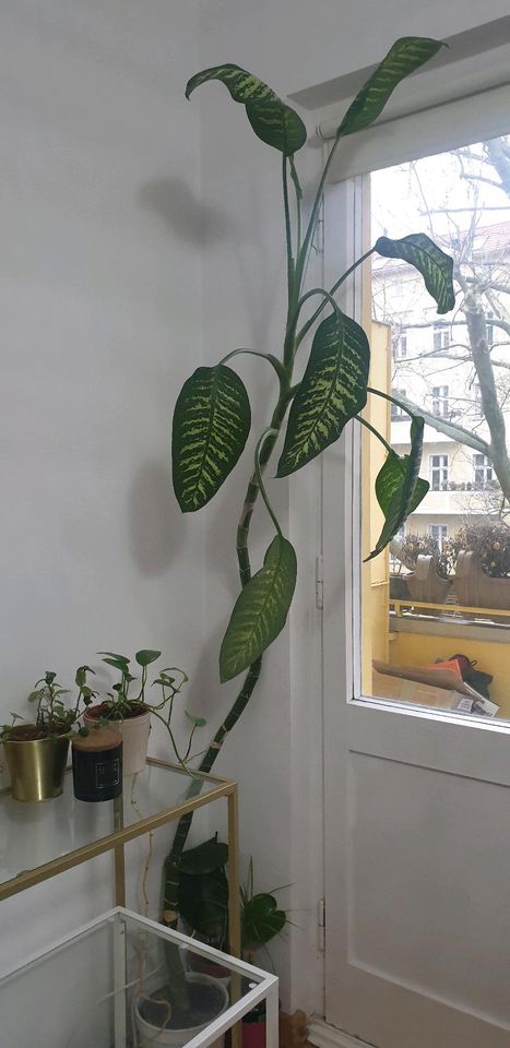 Zimmetpflanzen dieffenbachia-palma in Berlin