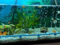 Aquarium + Komplettausstattung Nordrhein-Westfalen - Gevelsberg Vorschau