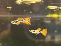 Guppy Hochzucht Triangel Galaxy Sachsen - Neundorf  Vorschau