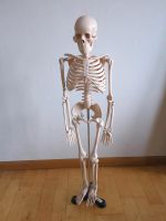 Skelett Anatomie Medizinstudium Baden-Württemberg - Oberkirch Vorschau