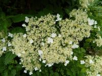 Kletterhortensie - Hydrangea petiolaris Thüringen - Nobitz Vorschau