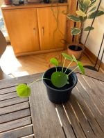 Pflanze Pilea Peperomioides Hessen - Darmstadt Vorschau