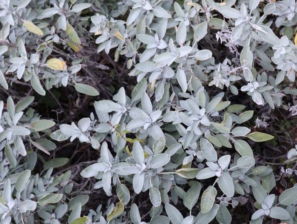 Salbei 'Salvia officinalis' würzige Kräuter Heilpflanze Staude 5€ in Beetzendorf