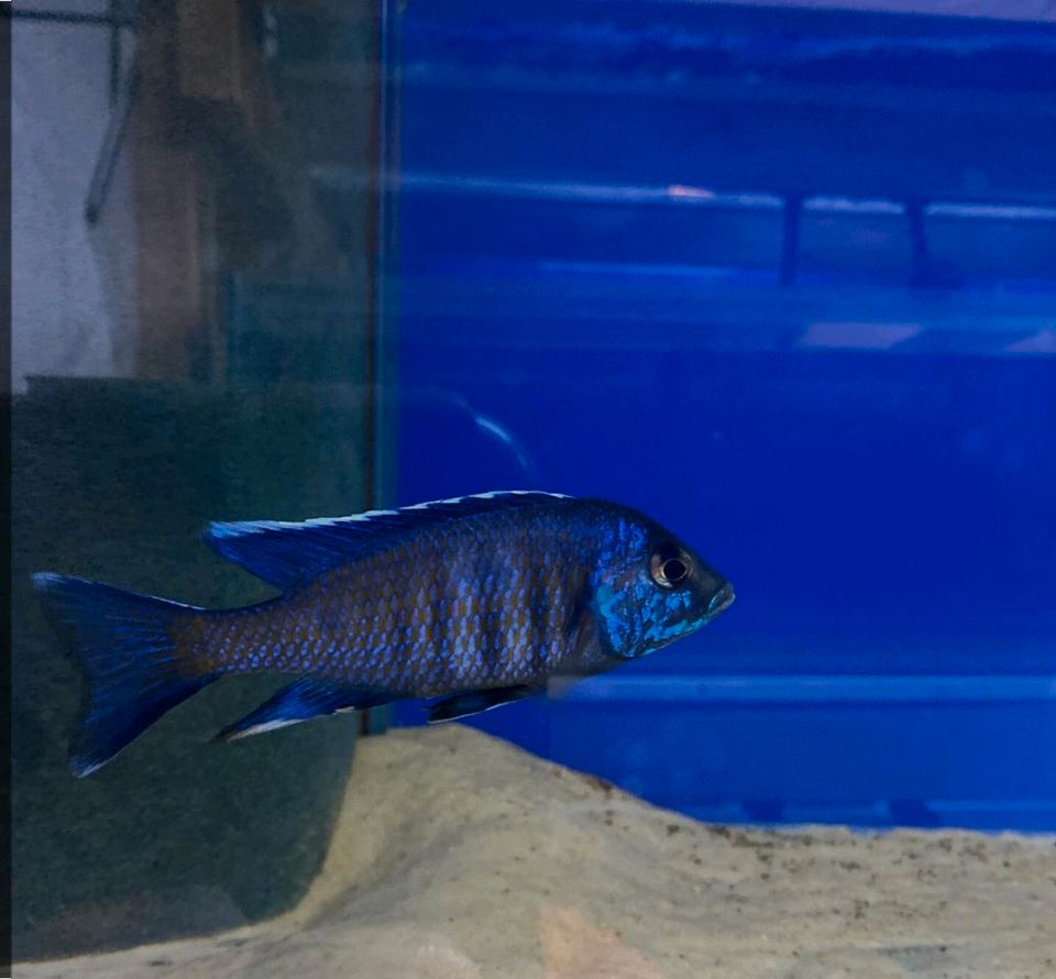 Copadichromis sp kawanga dark blue in Düsseldorf