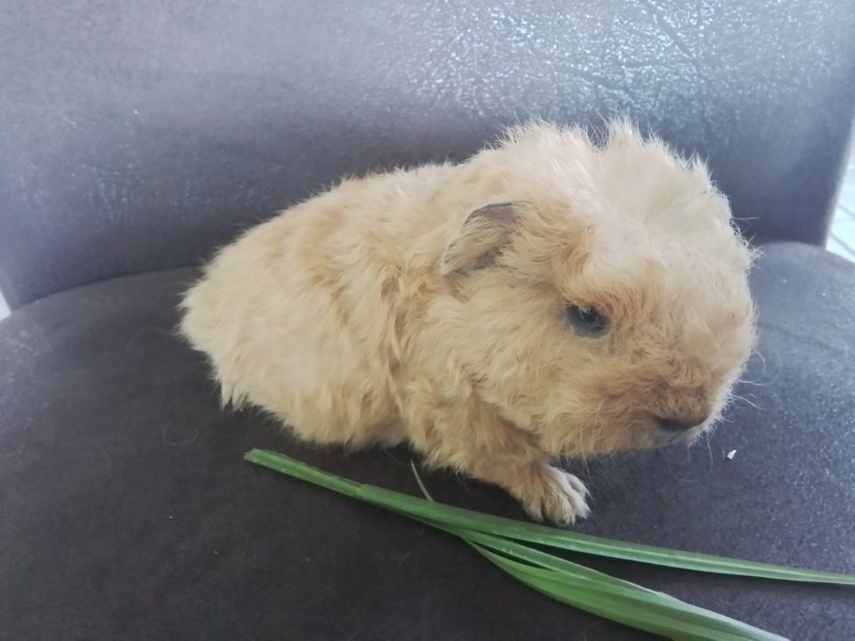 MERINO Texel Meerschweinchen Rasse Zucht Babies in Graben (Lechfeld)