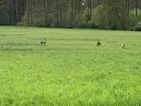 Acker und Grünland 14 ha um Schwerin !!!! Ludwigslust - Landkreis - Ludwigslust Vorschau