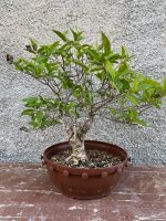 Prebonsai Rispenhortensie Bayern - Tittmoning Vorschau