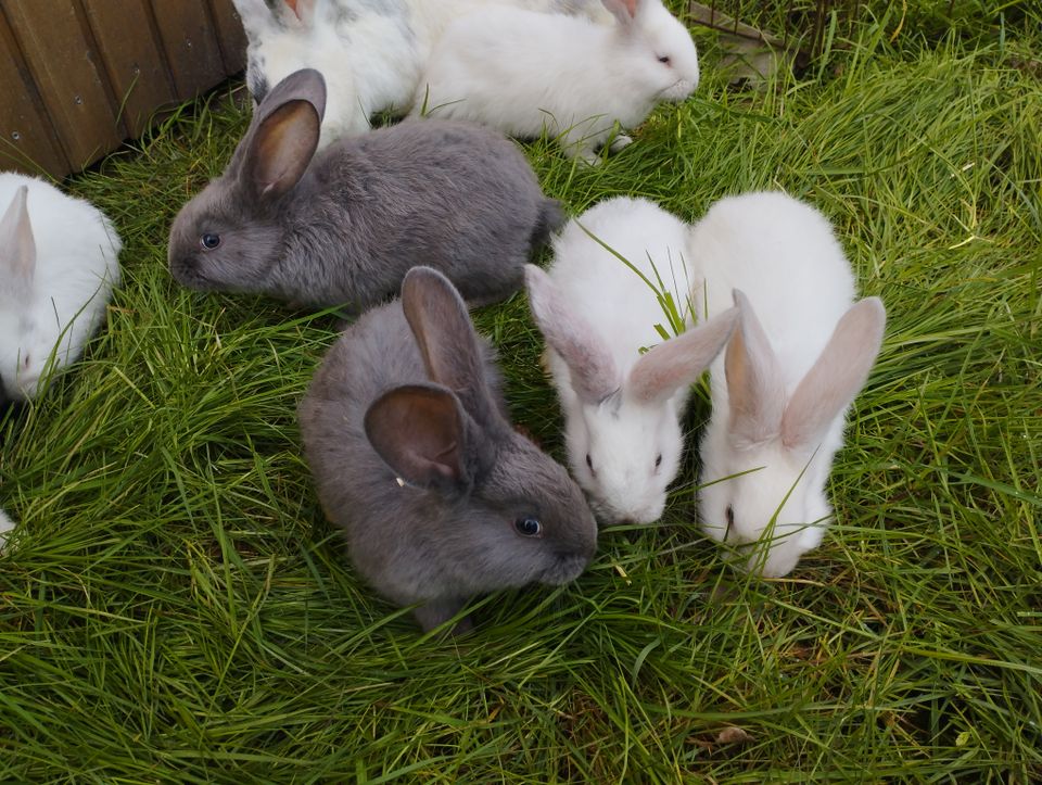 Deutsche Riesen Jungtiere Sonderfarben in Oldenbüttel