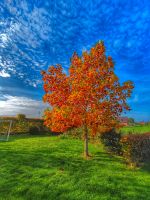 ⭐⭐⭐5-6m hoher Amerikanischer Tulpenbaum zu verkaufen⭐⭐⭐ Nordrhein-Westfalen - Xanten Vorschau