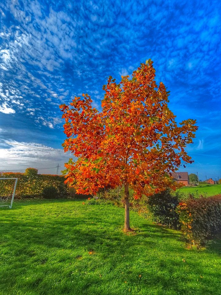 ⭐⭐⭐5-6m hoher Amerikanischer Tulpenbaum zu verkaufen⭐⭐⭐ in Xanten