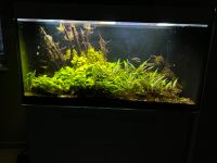 360 Liter Aquarium // Filter & CO2 Anlage // Zubehör Niedersachsen - Boffzen Vorschau