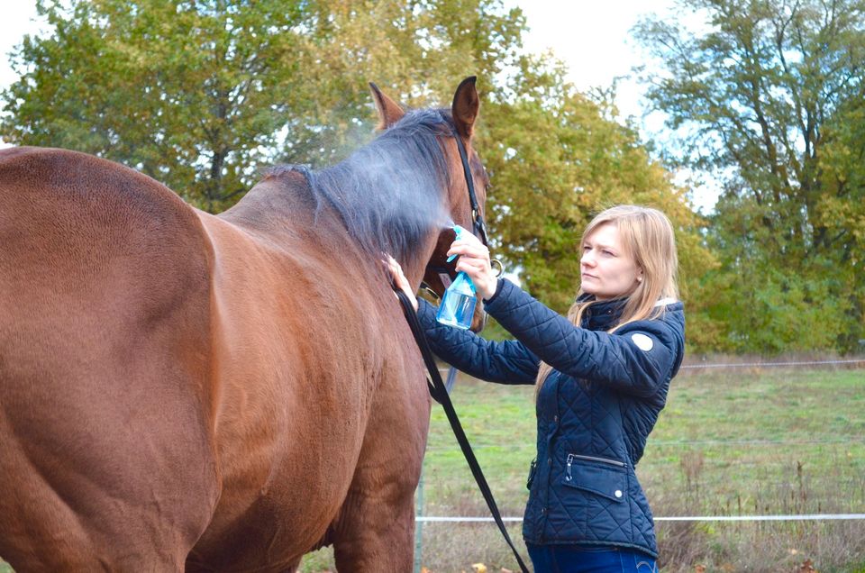 Pferdetraining Verhaltenstrainig Problempferdetraining in Oranienburg