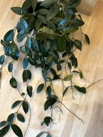Hoya grosse Pflanze Nordrhein-Westfalen - Unna Vorschau
