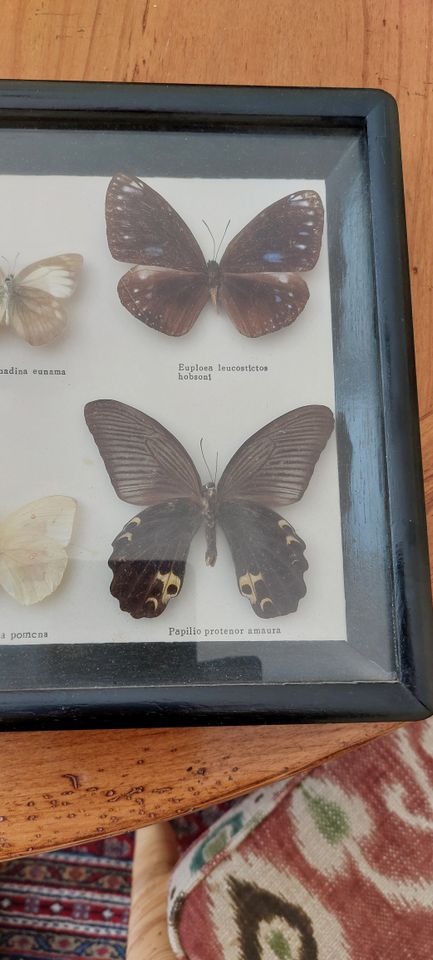 Schmetterlinge in einem Schaukasten - 10 Stück in Eschershausen