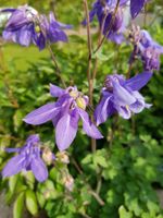 Akelei, Staude, winterhart, mehrjährig Brandenburg - Großbeeren Vorschau