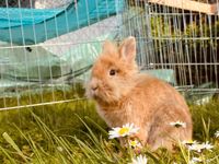 Hasen /meerschweinchen  mann Bayern - Niederwinkling Vorschau