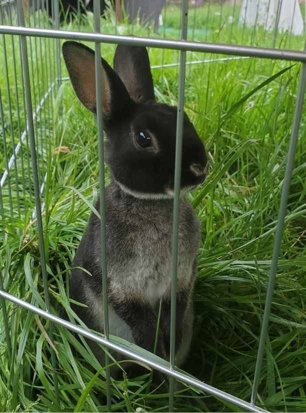 Zwergkaninchen Baby, männlich, Zwerghase, Kaninchen in Weißenberg