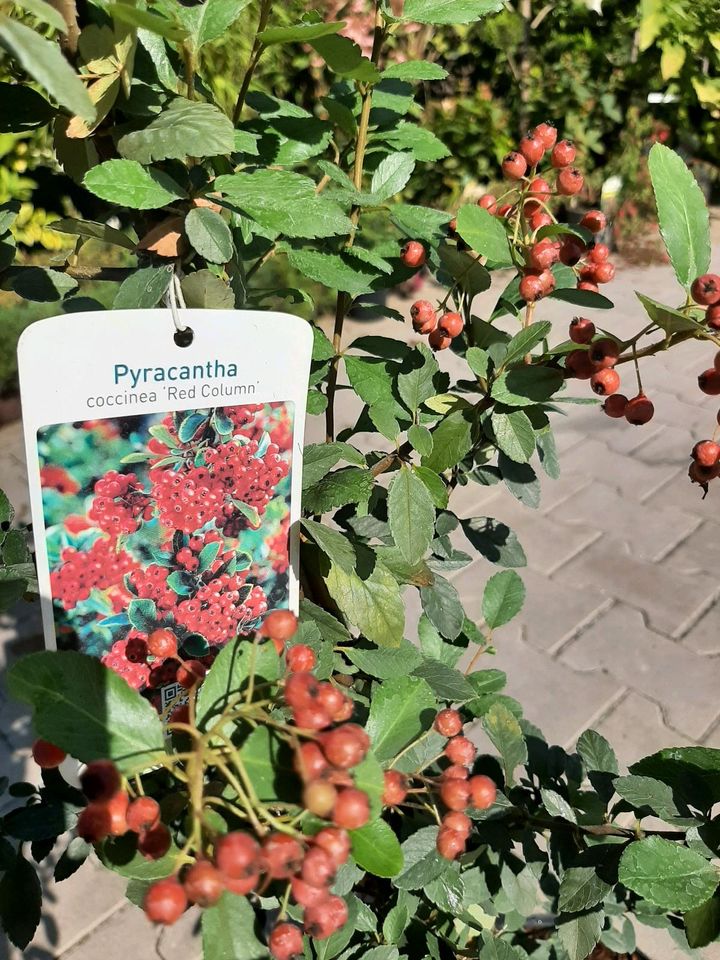 Pyracantha, Feuerdorn in Großefehn